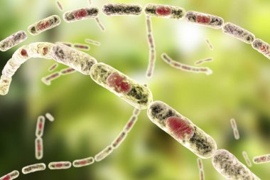 Bakteri Bacillus anthracis