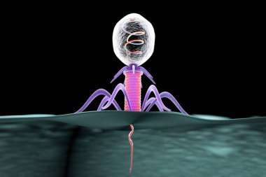 Bacteriophage infecting bacterium clipart