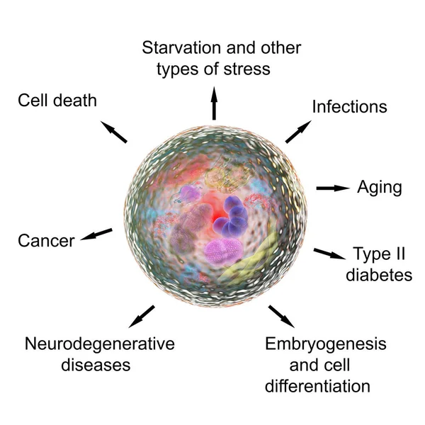 Funções patológicas e fisiológicas da autofagia — Fotografia de Stock