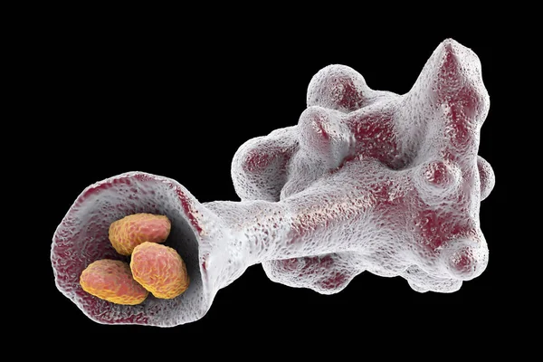 Amoeba protozoaire engloutissant des bactéries — Photo