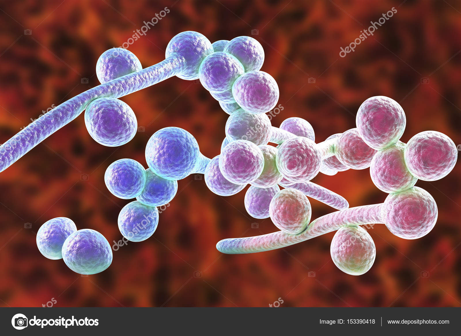 Levaduras de candida albicans
