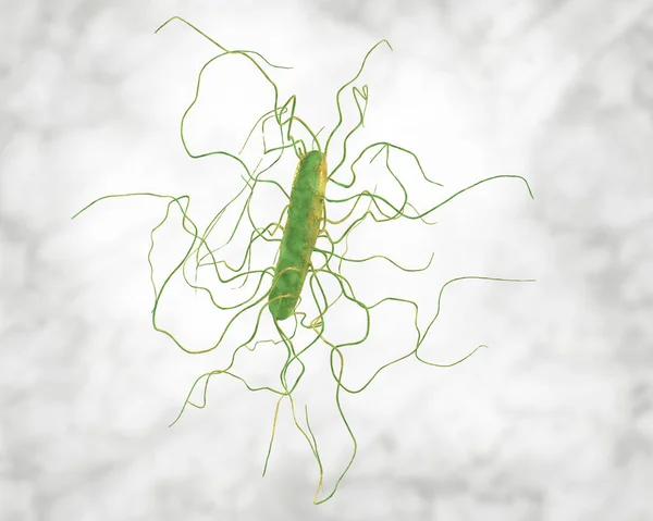 Clostridium difficile bacteria — Stock Photo, Image