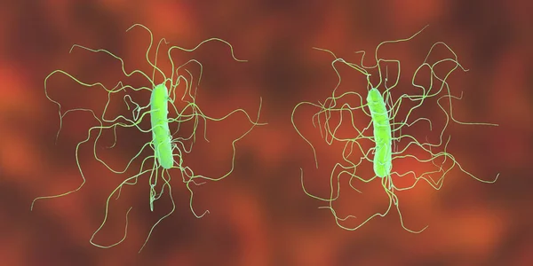 Бактерії Clostridium незговірливий — стокове фото