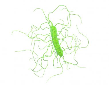 Clostridium difficile bakteri