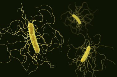 Clostridium difficile bakteri