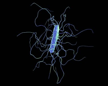 Clostridium difficile bakteri