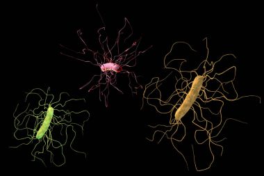 Clostridium difficile bakteri