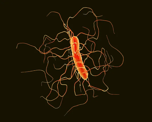 Clostridium difficile Bakterien — Stockfoto