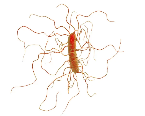 Clostridium 남과 어울리지 않는 박테리아 — 스톡 사진