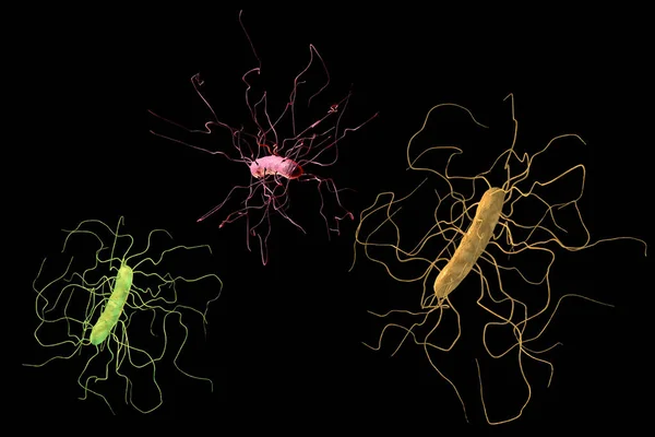 Το Clostridium difficile βακτήρια — Φωτογραφία Αρχείου