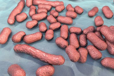 Bakteri Acinetobacter baumannii