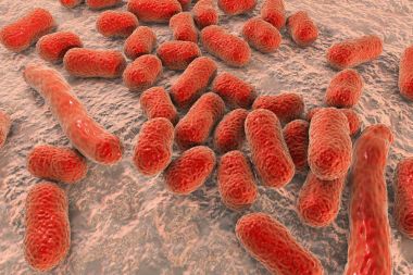 Bakteri Acinetobacter baumannii