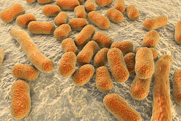 Bacterium Acinetobacter baumannii — Stock Photo, Image