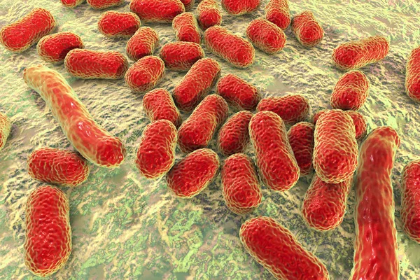 Bakteria Acinetobacter baumannii — Zdjęcie stockowe