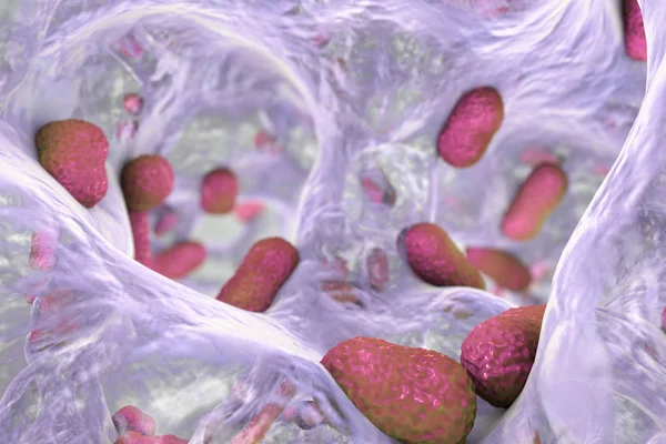 Bacteria Acinetobacter baumannii dentro del biofilm — Foto de Stock