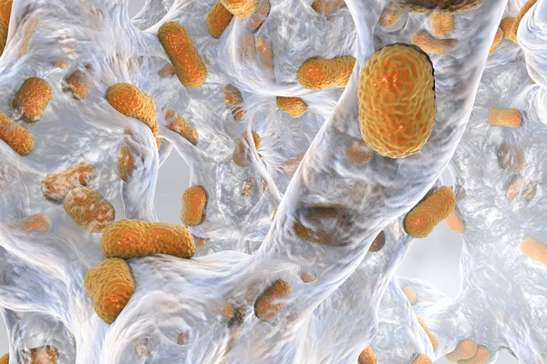 Бактерія Acinetobacter baumannyi всередині біоплівки — стокове фото