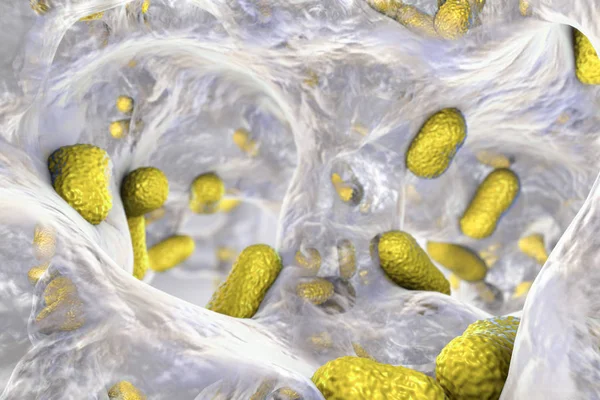 Bacterium Acinetobacter baumannii внутри биопленки — стоковое фото