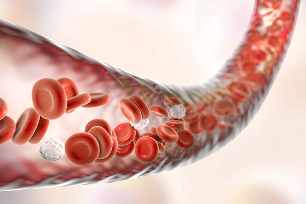 赤血球と白血球の血管 — ストック写真