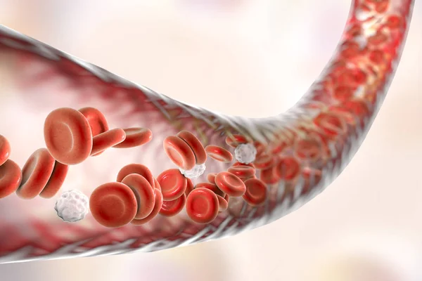 적혈구와 백혈구와 혈관 — 스톡 사진