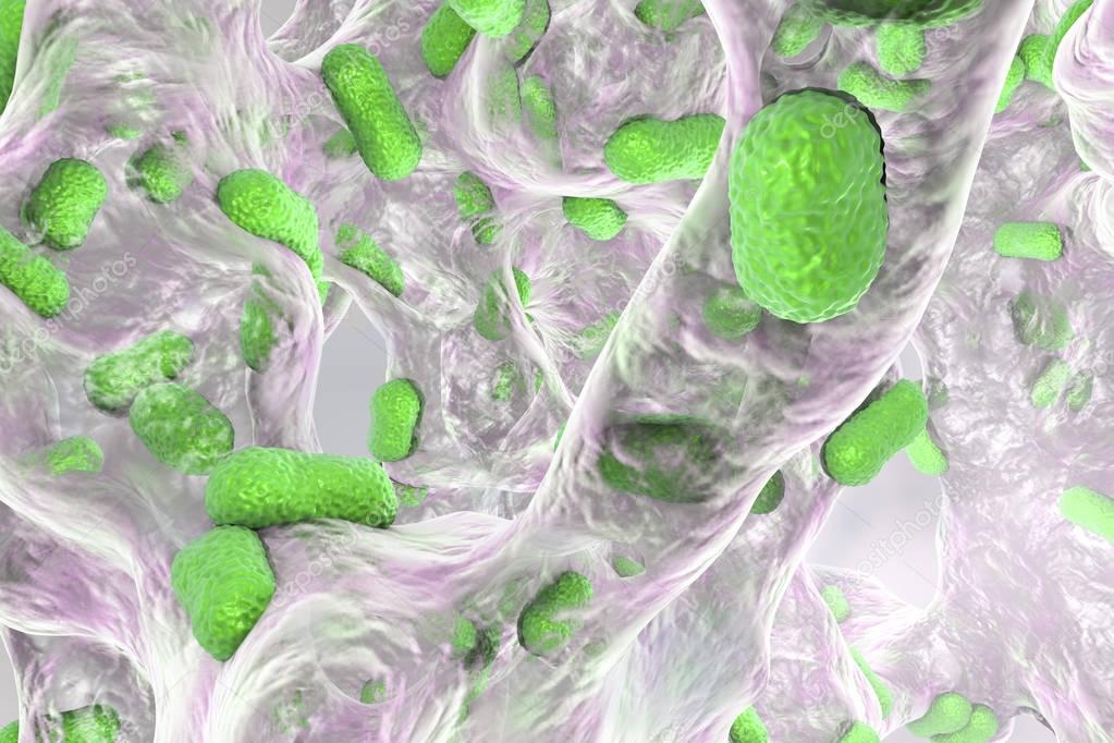 Bacterium Acinetobacter baumannii inside biofilm