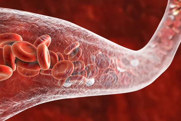 红细胞和白细胞与血管 — 图库照片