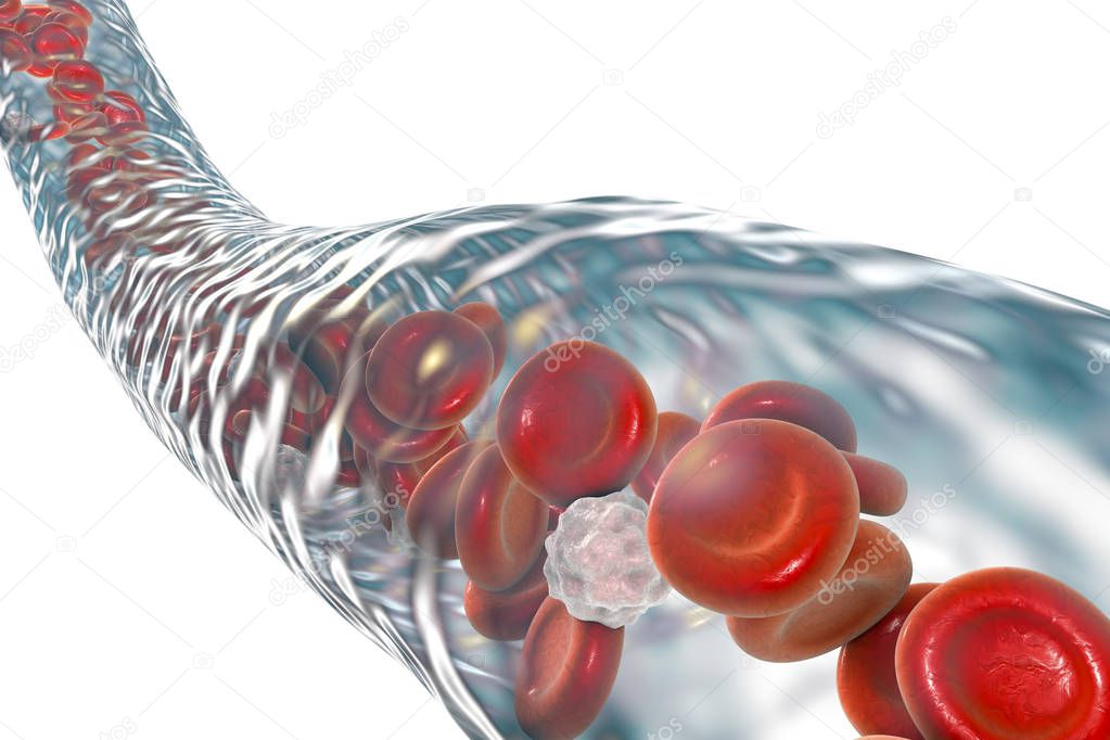 Blood vessel with flowing erythrocytes and leukocytes