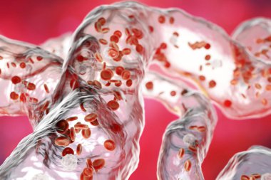 Kan damarları akan kan hücreleri ile