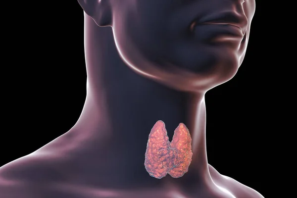 Иллюстрация щитовидной железы — стоковое фото