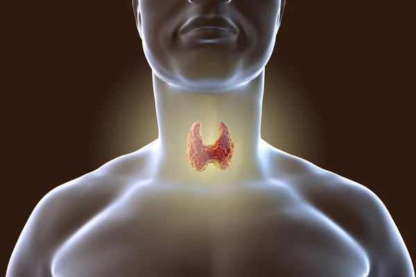 Thyroid gland illustration — Stock Photo, Image