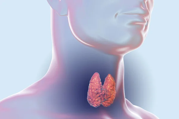 Thyroid gland illustration — Stock Photo, Image