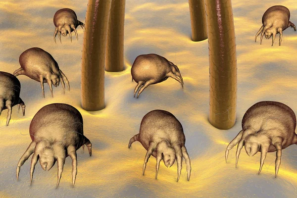 Dust mite Dermatophagoides qui vit dans la poussière et les meubles — Photo