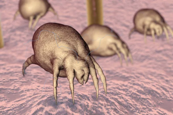 Дерматофаги, живущие в пыли и мебели — стоковое фото