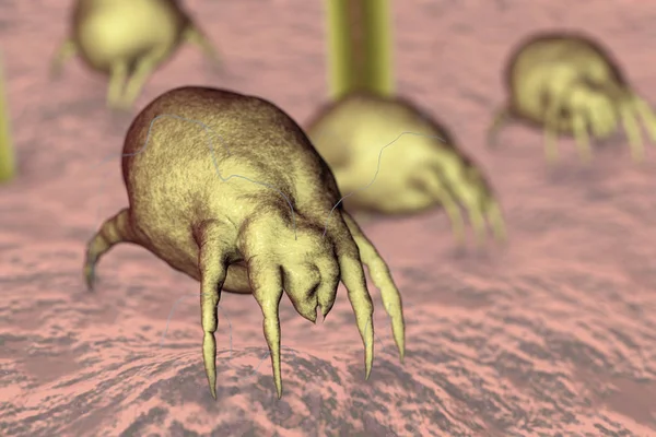 Dust mite Dermatophagoides qui vit dans la poussière et les meubles — Photo