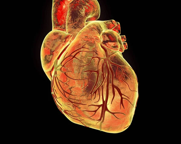 Cuore umano con vasi cardiaci — Foto Stock
