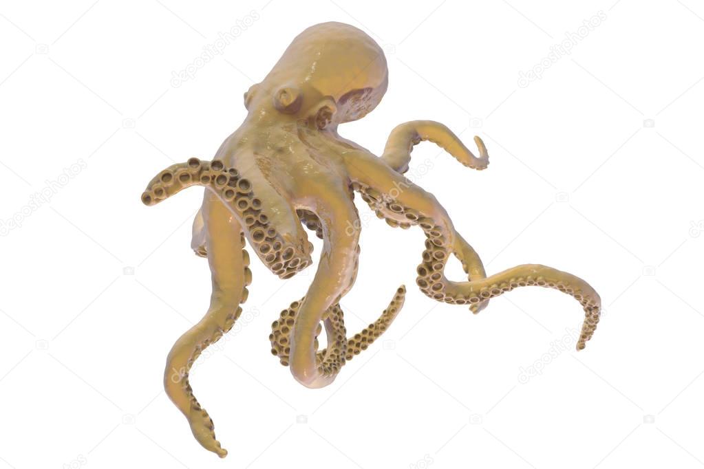 Octopus isolated on white background
