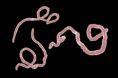 Ebola virüsü, kanamalı ateşi virüsü