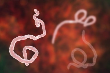 Ebola virüsü, kanamalı ateşi virüsü