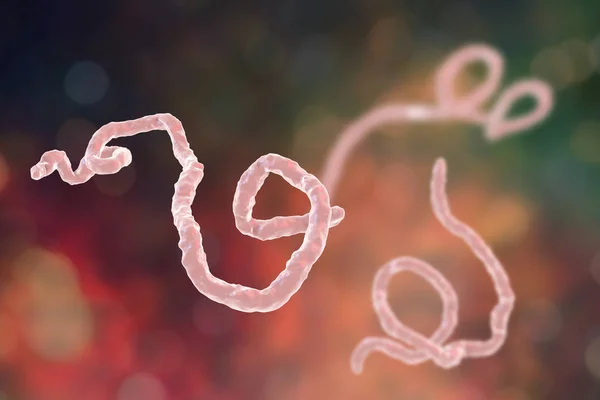 Ebola virus, hemorrhagic fever virus