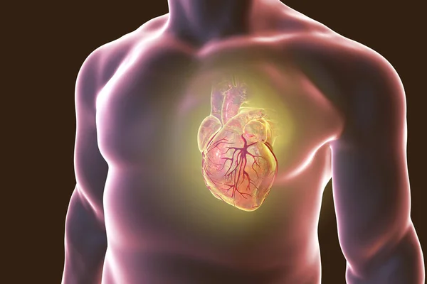 Cuore umano con vasi cardiaci — Foto Stock