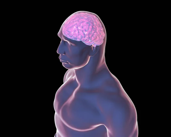 Human brain, illustration — Stock Photo, Image