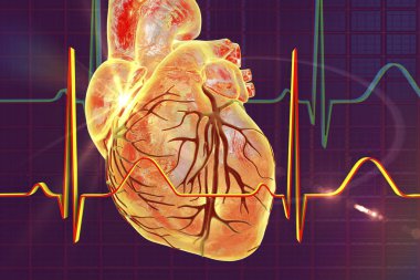 Elektrokardiyogram, EKG arka plan