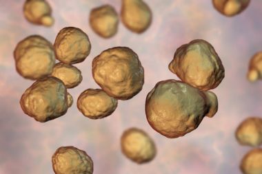 Patojenik Maya mantar Cryptococcus neoformans