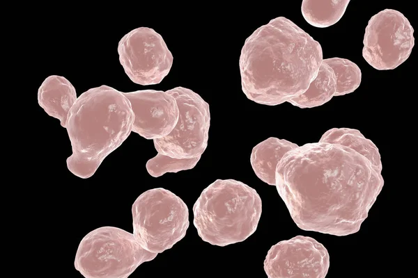 Patogén élesztő gombák Cryptococcus neoformans — Stock Fotó