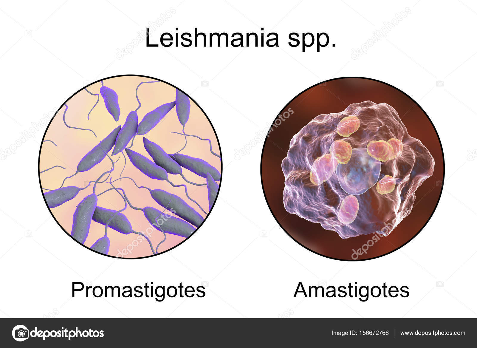 Leishmania paraziták képeket