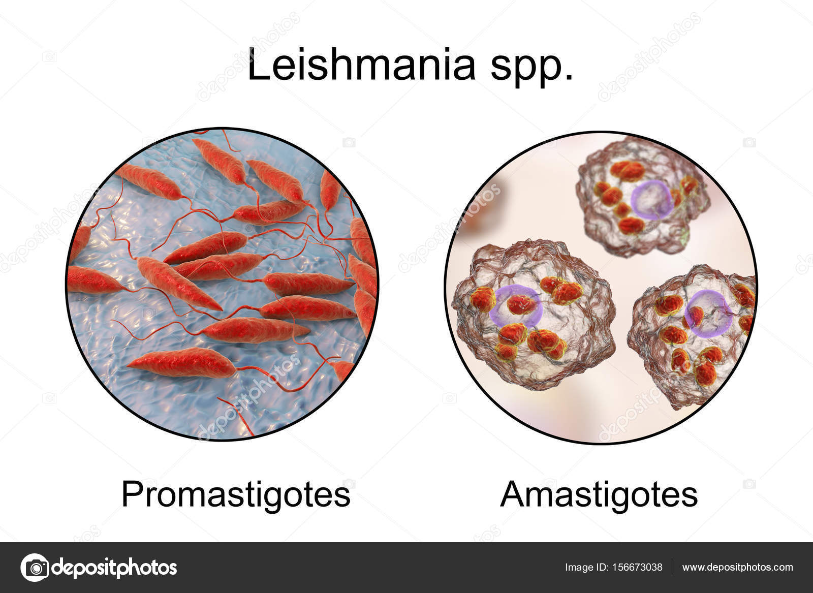 poze cu paraziti leishmania medicamente și pastile pentru viermi