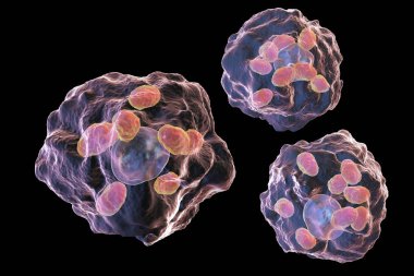 LEISHMANIA amastigotes tarafından enfekte makrofajlar