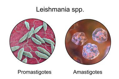 İki form LEISHMANIA parazit