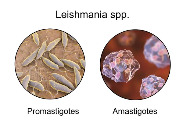 Two forms of Leishmania parasites — Stock Photo, Image