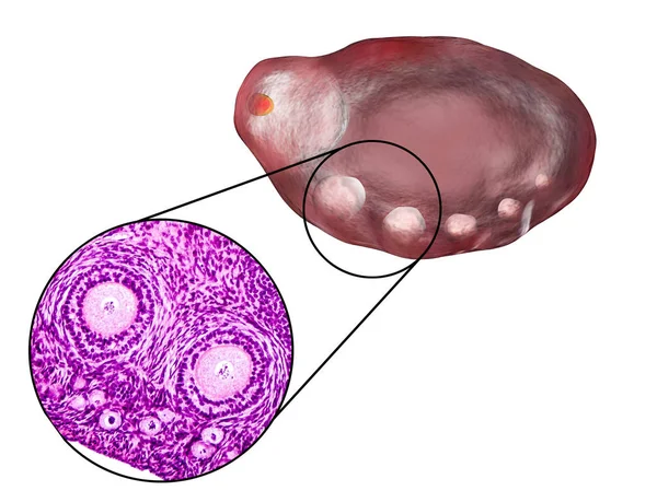 Sezione trasversale di un'ovaia — Foto Stock