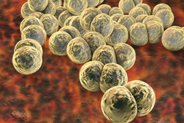 Bakteri Neisseria gonorrhoeae